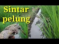 Download Lagu Sintar pelung