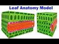 leaf anatomy model science projects diy home craftpiller still model