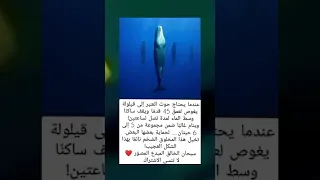 أقوال توماس شلبي معلومات أستوريات أنستا حالات واتس أب أستوريات حماسية Shortsمقاطع مضحكة 