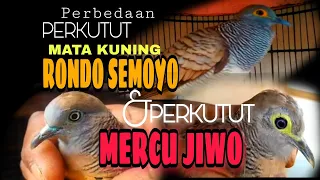 Download PERBEDAAN PERKUTUT MATA KUNING RONDO SEMOYO \u0026 PERKUTUT MERCU JIWO MP3