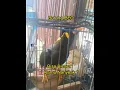 Download Lagu Viral Burung Beo Ngomong \