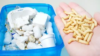 プラスチックごみにヤバい幼虫５００匹を入れて７日放置すると…凄すぎた