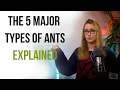 Classifying ants made simple The 5 major types explained