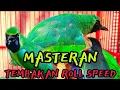 Download Lagu MASTERAN CUCAK IJO FULL TEMBAKAN TENGKEK BUTO