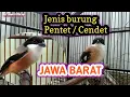 Download Lagu Jenis burung pentet / cendet JAWA BARAT
