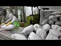 Download Lagu Cut 20 Tons of Tuna per Day. Korean Seafood Factory