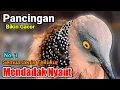 Download Lagu TEKUKUR GACOR suara bersahutan ahlinya PANCINGAN TEKUKUR Bikin Cepat Gacor
