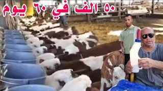 اربح ٥٠ الف جنيه من اول استثمار مع البعل في ٦٠ يوم بس وبتعاون مع كبري المزارع والمحاجر 