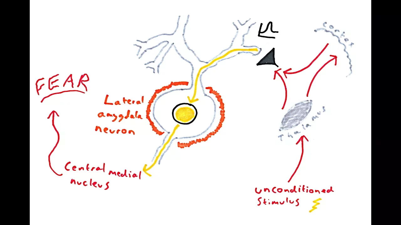 The Amygdala and Fear Conditioning