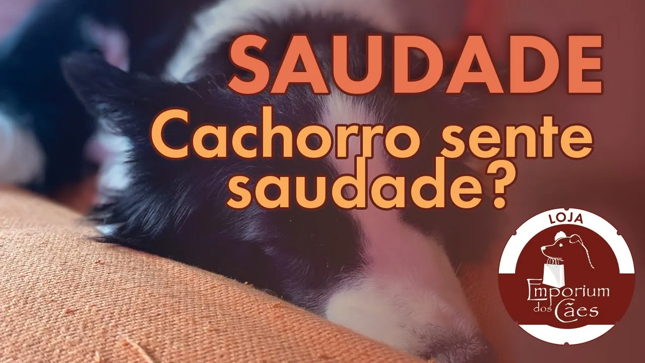 Cachorros sentem saudade? Verdade ou mito?
