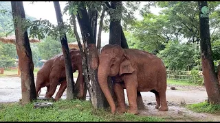 Rescued elephants Mae Mon and Medo Form a Beautiful New Friendship - ElephantNews