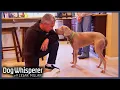 Biting Weimaraner Rules The Household Dog Whisperer With Cesar Millan