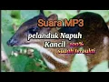Download Lagu SUARA NAPUH/KANCIL/PELANDUK DI JAMIN DATANG