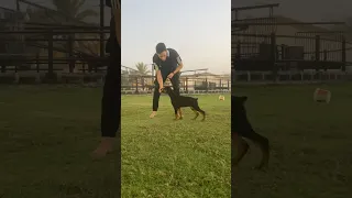 Watch A Smart Doberman 3 Months Old Under Training Doberman Dogs Dogtraining 