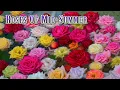 Download Lagu CHIBA.Roses of Mid-Summer endured this Extremely hot day's heat at Keisei Rose Garden.夏バラ #4K #京成バラ園