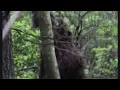 Download Lagu Multiple BIGFOOT Encounters in Tennessee , LISTEN TO THESE !!!