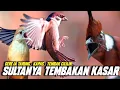 Download Lagu SULTAN KASARAN‼️GEREJA TARUNG KAPAS TEMBAK SAMBUNG CILILIN PANJANG || MASTERAN MURAI CAKIJO CENDET