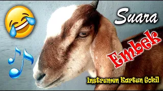 Download SUARA KAMBING GOKIL | Funny Animal Sound Effect \u0026 Instrumen MP3