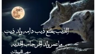 شيلة الذيب يطلع ذيب دامه ولد ذيب ماعمر ولد الحر جاب الحديه 