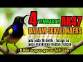 SEKALI NAFAS 4 ISIAN MEWAH‼️ Masteran sogon full tembakan