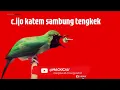 Download Lagu CUCAK IJO KAPAS TEMBAK SAMBUNG TENGKEK@mackicau