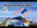 Download Lagu Burung Yuhina Ft Pijantung || Masteran Murai Batu