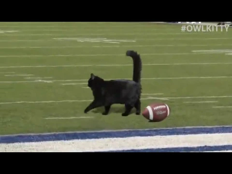 Download MP3 Black Cat Scores Touchdown (Giants - Cowboys Game)