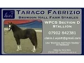 Taraco Fabrizio Welsh Pony Cob Society WPCS Stallion