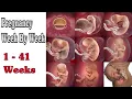 Zwangerschap week na week || 1 - 41 weken: ontwikkelingen van de foetus
