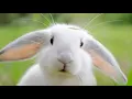 Download Lagu Animal Sounds (Rabbit) | Rabbit Sounds Effects