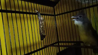 cucak jenggot isian pelatuk gereja tarung tengkek buto