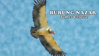 james celosse burung nazar lirik 