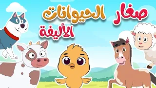 أغنية أين أبي صغار الحيوانات الأليفة أغاني أطفال طم طم  أغنية أين أبي صغار الحيوانات الأليفة أغاني أطفال طم طم