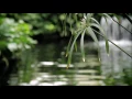 15 Minute Timer ~ Zen Meditation Music Sounds of Nature, Chimes, Wooden Flute ~ Yoga Savasana Music