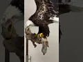 Download Lagu Bald Eagle vs Mink.