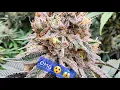 Ethos Genetics Full Update