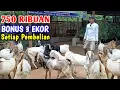 Download Lagu Ready Kambing Jantan Dan Betina Siap Kirim Sampai