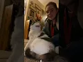 Download Lagu Cats are the most powerful fighters 🙀#usa #funny #foryou #pets #catsoftiktok