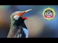 Download Lagu Pancingan AMPUH Jalak Suren Suara KERAS FULL VARIASI # Jalak Suren Gacor AMPUH Buat Master