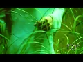 Enya - Fora's Secret (Official HD Music Video) HQ