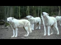 Download Lagu Howling Wolves