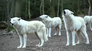 howling wolves