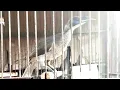 Download Lagu Masteran melatih burung koak kaok, Masteran koak kaok Lombok l| Koak Kikok