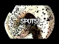 How to make a Ball Python with Spots