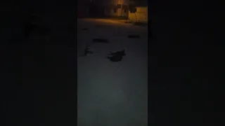 هجوم مفاجئ علي اربع كلاب نايمين في الضلمه شوف رد فعلهم  هجوم كلاب علي فهد  هجوم كلاب بريه علي ضبع دندنها