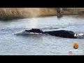 HIPPO ATTACKS 3 LIONS CROSSING THE RIVER