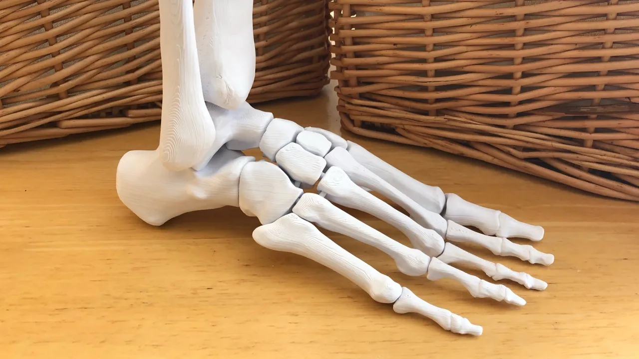 Full Size Anatomically Correct Human Foot Model