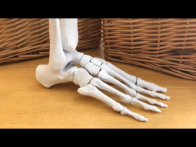 Full Size Anatomically Correct Human Foot Model video thumbnail