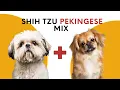 All About Shih Tzu Pekingese Mix AKA Shinese