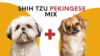 All About Shih Tzu Pekingese Mix AKA Shinese